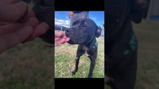 Video preview image #1 American Staffordshire Terrier-Unknown Mix Puppy For Sale in Oakhurst, NJ, USA
