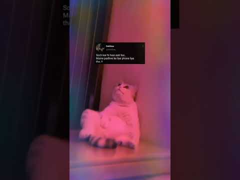 Excuses AP Dhillon Cat version