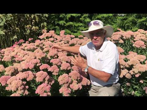 セダム「オータムジョイ」 植物