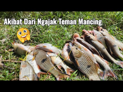 EXCEEDING A LIVESTOCK POND! THIS RIVER IS VERY INHABITED BY HAMPALA FISH DURING FLOODS