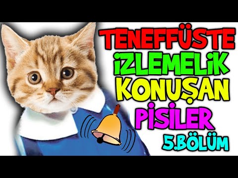 🔔 teneffüste izlemelik konuşan pisiler - 5. bölüm