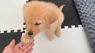 - 【2 months old】The practice of paw was too cute, so please have a look