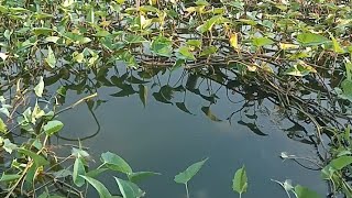 BERBAGAI STRIKE IKAN di spot rahasia #mancingmania #mancing #fishing #petualangan