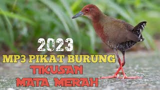 Download lagu MP3 SUARA PIKAT BURUNG TIKUSAN MATA MERAH PALING AMPUH TAHUN 2023 mp3