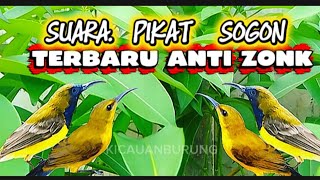 Download lagu SUARA PIKAT BURUNG SOGON !!! suara sogon ribut cocok buat pikat mp3