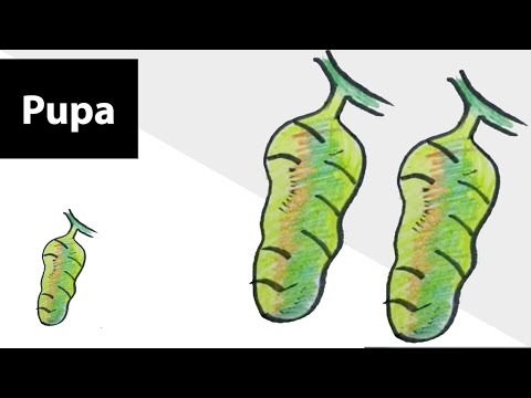 How to draw Pupa? Life cycle of a butterfly | Step by...