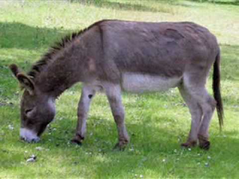 KLAPA ŠIBENIK - BALADA O MAGARCU