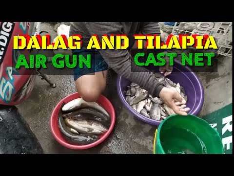 EP247 - tiksay fish hunting(TAG-ULAN#86) RESBAK DALAG,BULIG,SNAKE HEAD,BIG BIG BIG FISH(GABUS IKAN)