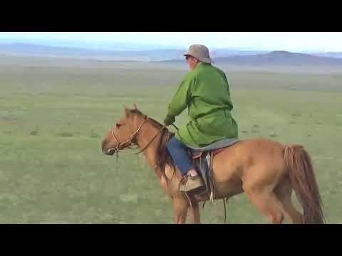 Avec les chevaux en Mongolie