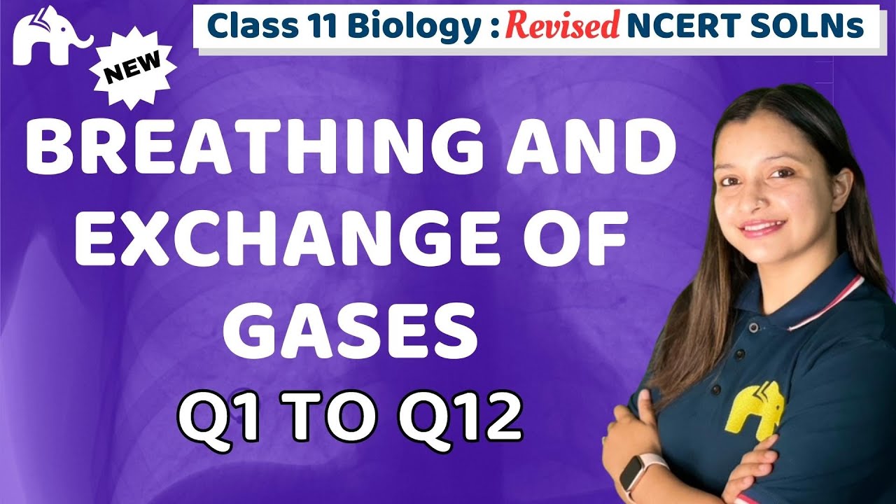 Breathing and Exchange of Gases Class 11 Biology | Revised NCERT Solutions Chapter 14 Question 1-12