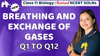Breathing and Exchange of Gases Class 11 Biology | Revised NCERT Solutions Chapter 14 Question 1-12