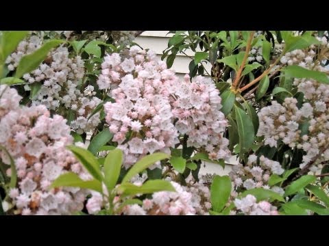 Mountain Laurel - More Than a Rhododendron - Kalmia latifolia