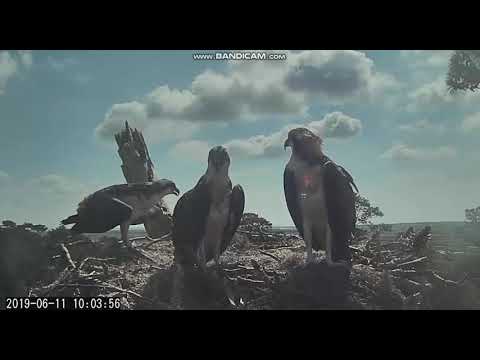 Savannah Osprey Nest....Close to Fledge