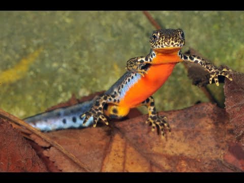 Lurch des Jahres 2019 - Der Bergmolch (DGHT)