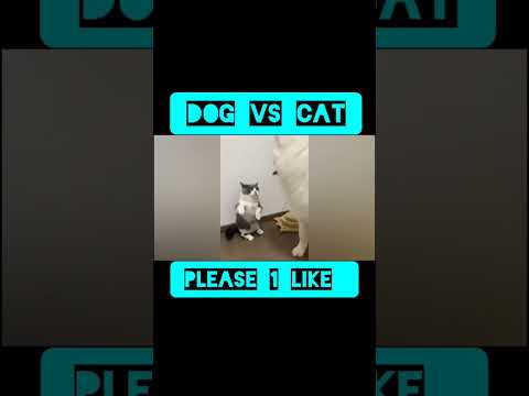 @Dog vs @cat #shortvideo #animal #funny #shoerts #viral #animallover #dog #terejaisayaarkahan #kgf