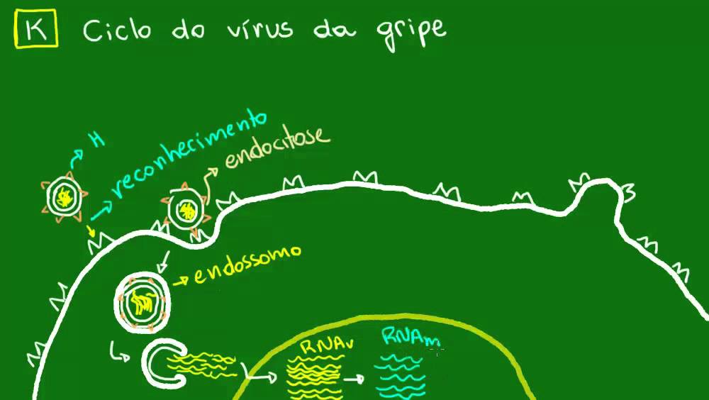 Reprodução do vírus da gripe - Diversidade dos Seres Vivos - Biologia