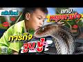 This Kid Is So Brave Tiger A 10 Year Old Boy Kisses A Wild Snake On The Show SUPER10