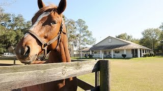 Live the Florida Cowboy Life at Gus Trent Horse Ranch