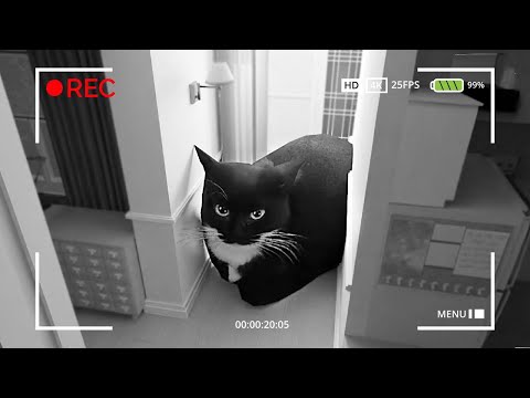 MAXWELL THE CAT CHEZ MOI DANS LA VRAIE VIE ! 🤣 MA CAMÉRA DE SURVEILLANCE A FILMÉ !