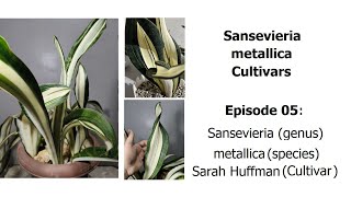 Sansevieria metallica Sarah Huffman -metallica Cultivars Episode 05 #sansevieria #plants #snakeplant