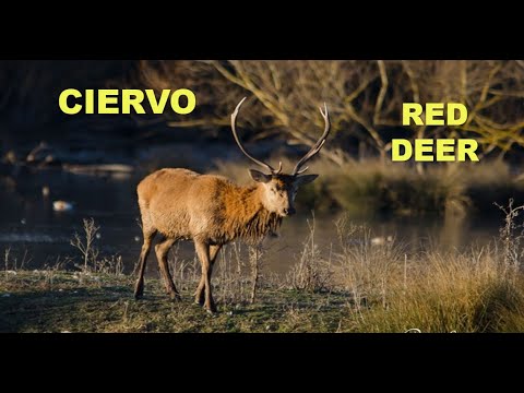 CIERVO ROJO | RED DEER | Cervus elaphus