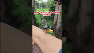 Download lagu Pancingan Suara burung Kolibri wulung #burung #kicauburunglovebird #kicaumania #burunglovebirds mp3