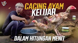 Download lagu MENGATASI CACINGAN PARASIT PADA ANAK AYAM mp3
