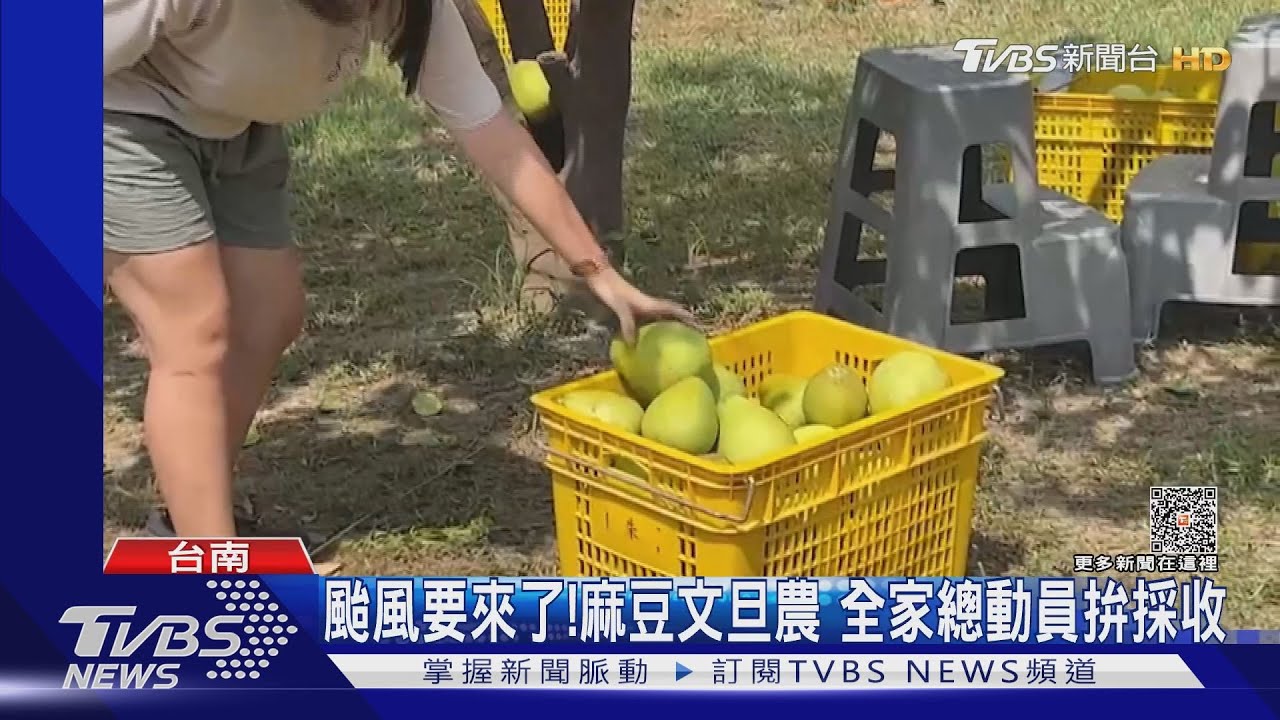 颱風要來了! 台南麻豆文旦農全家總動員拚採收