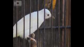 preview picture of video 'Promo Burung Kutilang Putih'
