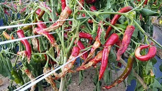 고추에(chili)탄저병이 심하게 걸려서 포기하고 고추를 뽑아버렸습니다.