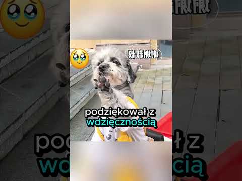 Mądrość tego psa można porównać do mądrości człowieka