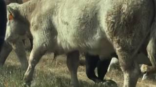 Big Iron - No Place for Angels