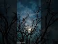 Chaudhavin Ka Chand Ho Tum Whatsapp Status