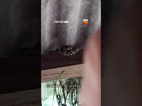 Morador de MT encontra cobra escondida no telhado durante manutenção