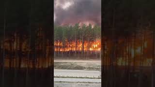 Տագնապալի կադրեր՝ ՌԴ Ամուրի մարզից. սաստիկ անտառային հրդեհը մոտեցել է բնակելի շենքերին