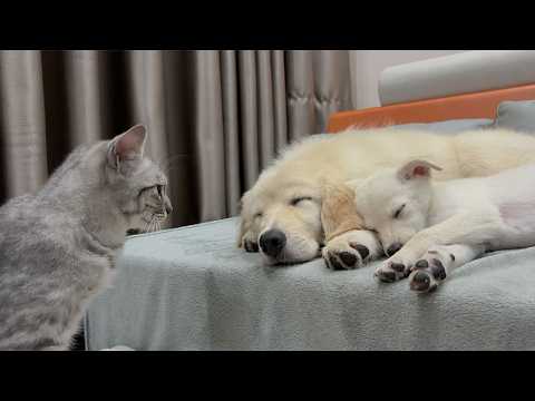YouTube 썸네일