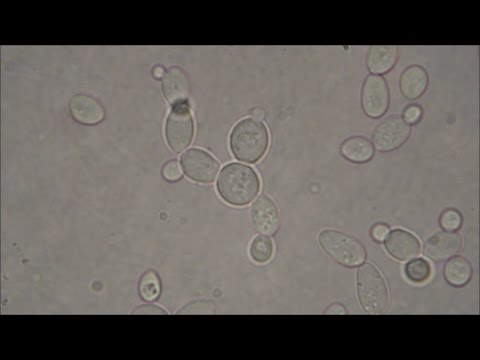 Baker's Yeast under the Microscope