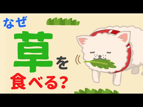 犬が草を食べるのはなぜですか?それが問題になるのはなぜですか?