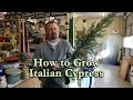 How To Grow Italian Cypress Mediterranean Cypress With A Detailed Description