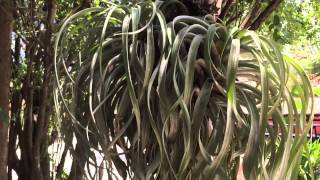 NOW HERE IS HOW TO HANG A HUGE AIR PLANT TILLANDSIA GROWING IN NATURE IN MEXICO