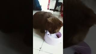 Download lagu cat skdhos dmsjsos mp3