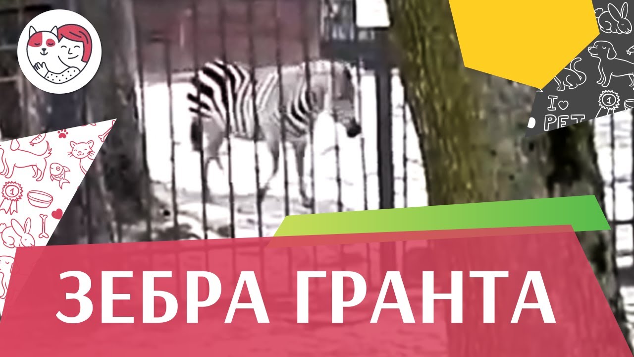 Зебра Гранта Образ жизни на ilikepet