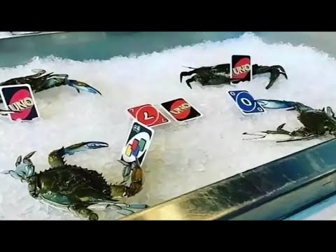 Shitpost Compilation 50