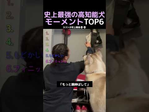 史上最強の高知能犬モーメントTOP6