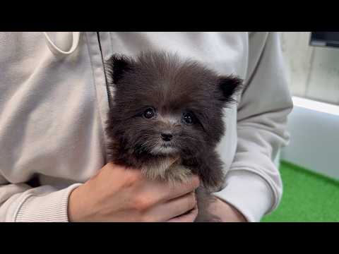 YouTube動画のサムネイル