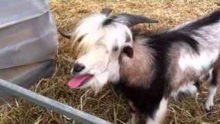 Кудахчущий козел