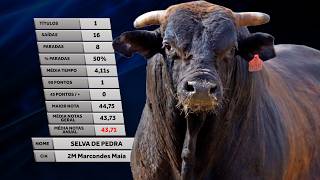 SELVA DE PEDRA (Cia. 2M) - MELHOR TOURO / Rodeio de SANTA ALBERTINA 2026