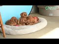 Cavalier King Charles Spaniel dogs for sale: Nadia - Video 1