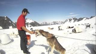 Glacier Dog Sledding with Alpine Air Alaska