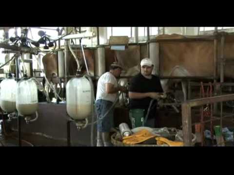 Family dairies bottle their own milk, cheese (Farmweek...